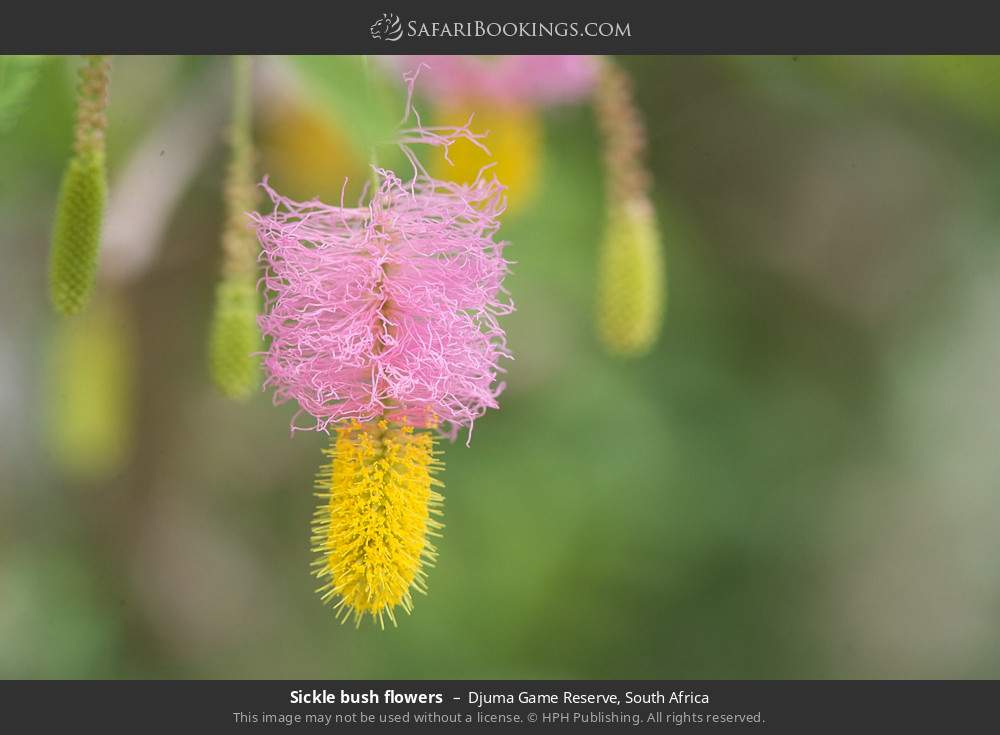 Sicklewood Tree flowers in Djuma Game Reserve, South Africa