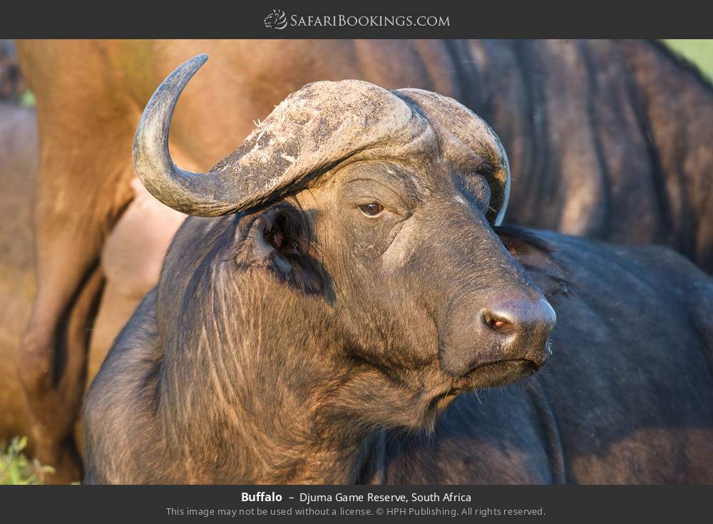 Buffalo in Djuma Game Reserve, South Africa