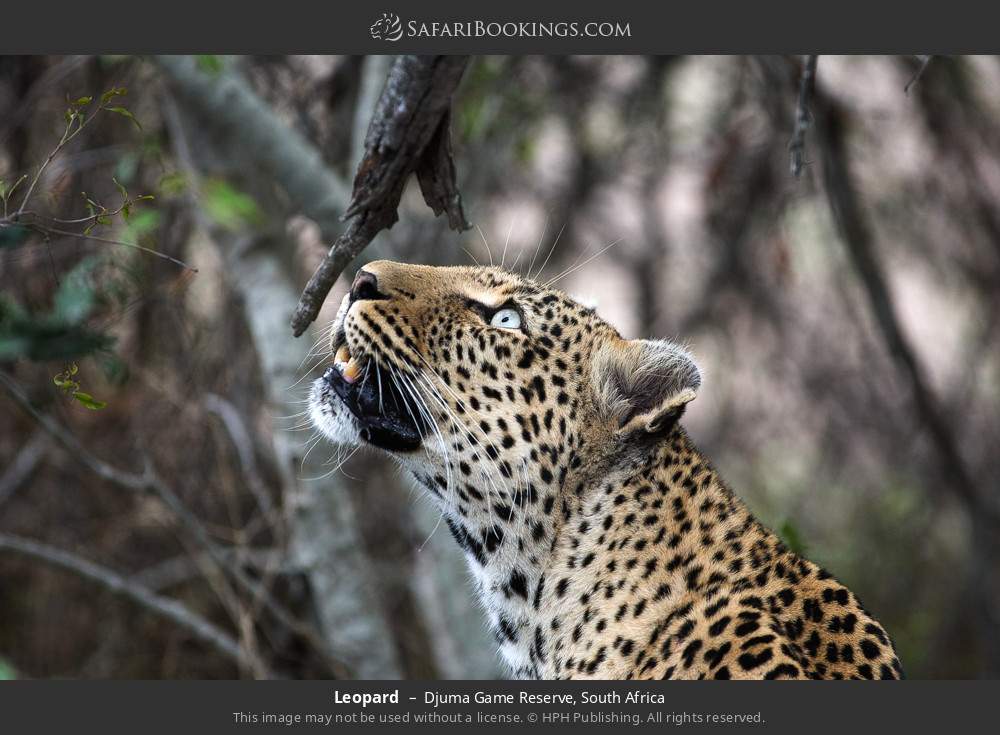 Leopard in Djuma Game Reserve, South Africa