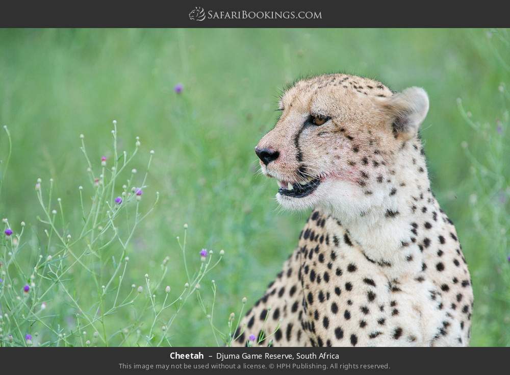 Cheetah in Djuma Game Reserve, South Africa