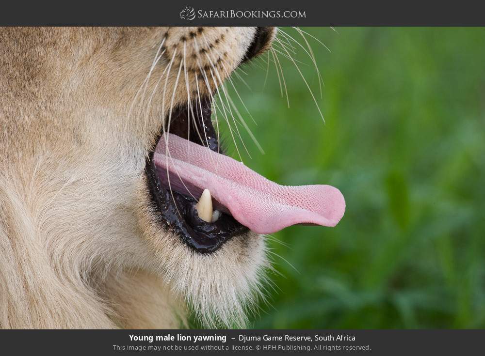 Young male lion yawning in Djuma Game Reserve, South Africa