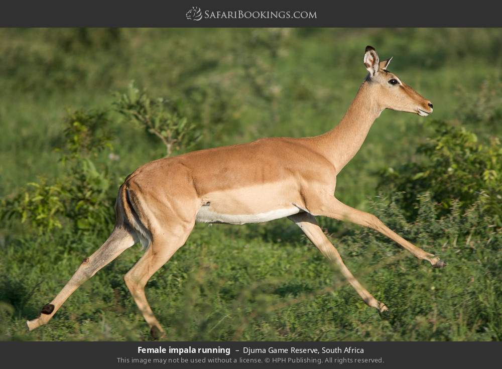Female impala running in Djuma Game Reserve, South Africa