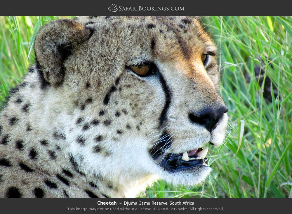 Cheetah in Djuma Game Reserve, South Africa