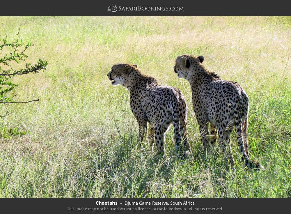 Cheetahs in Djuma Game Reserve, South Africa