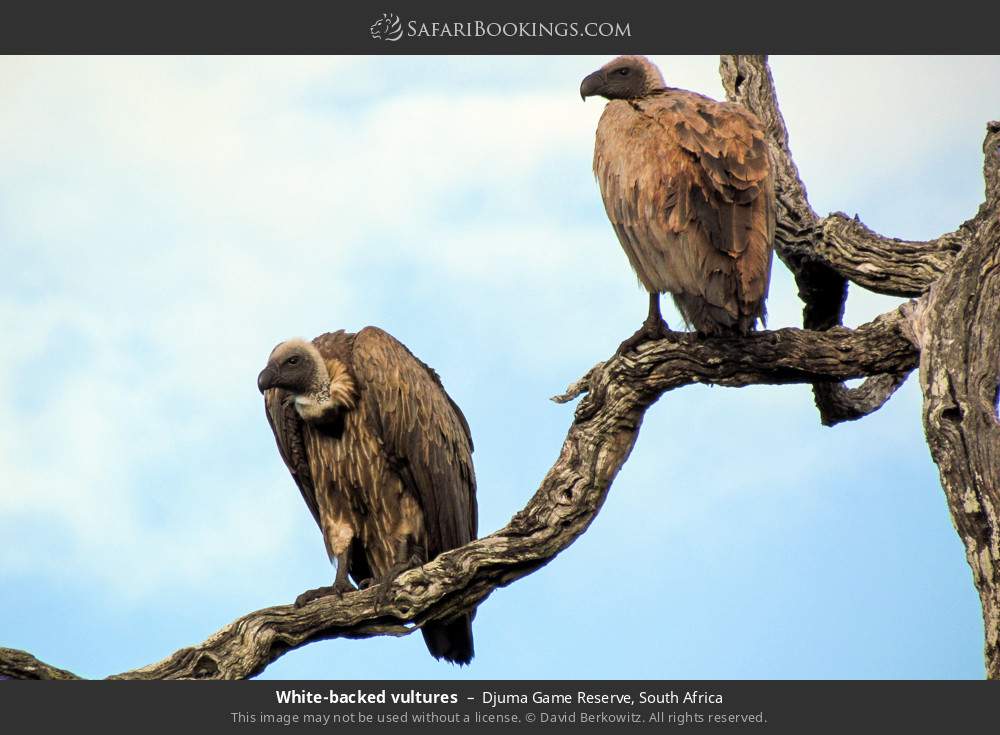 White-backed vultures in Djuma Game Reserve, South Africa