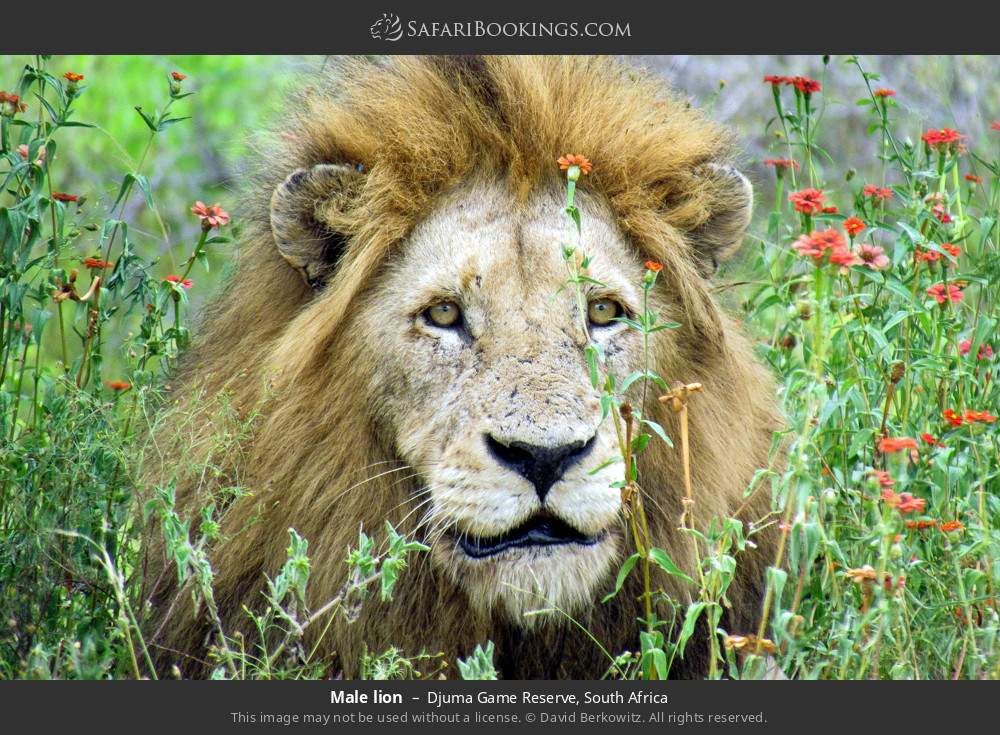 Male lion in Djuma Game Reserve, South Africa