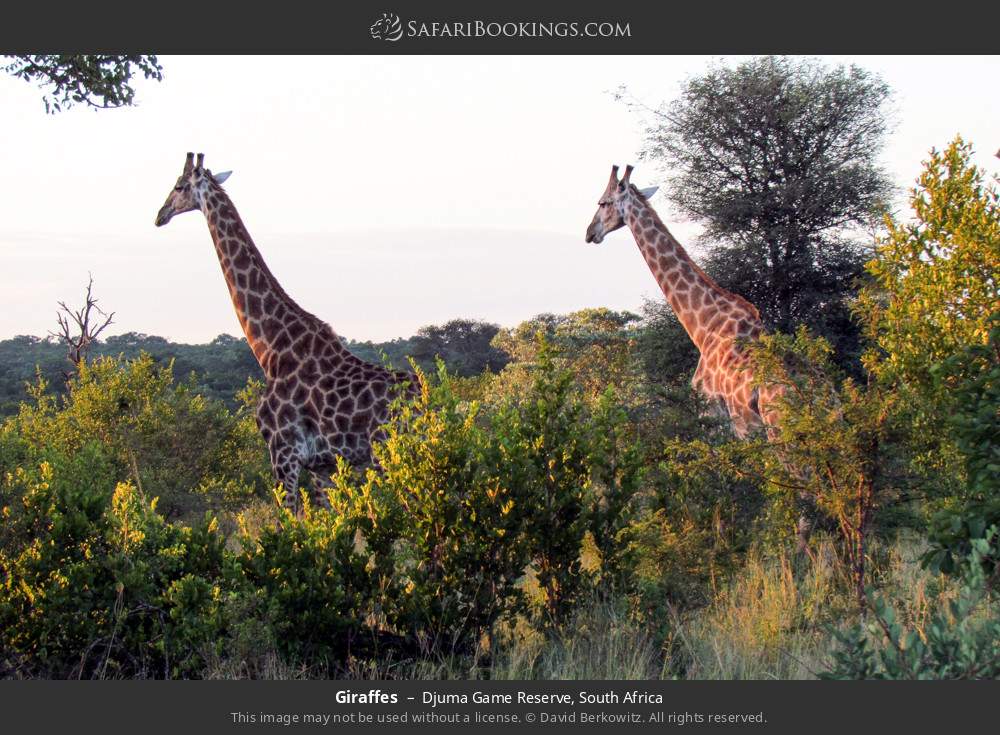 Giraffes in Djuma Game Reserve, South Africa