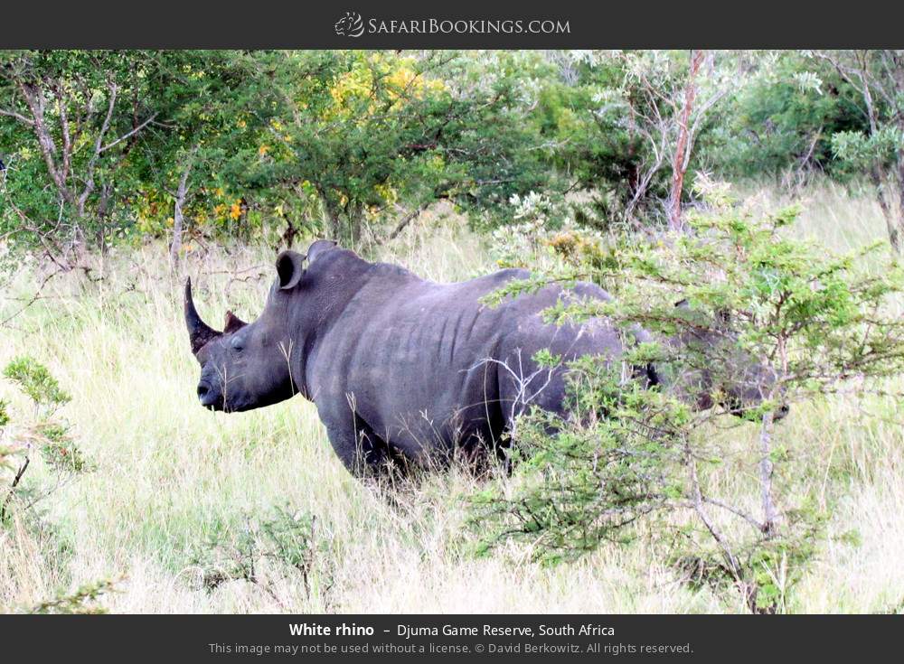 White rhino in Djuma Game Reserve, South Africa