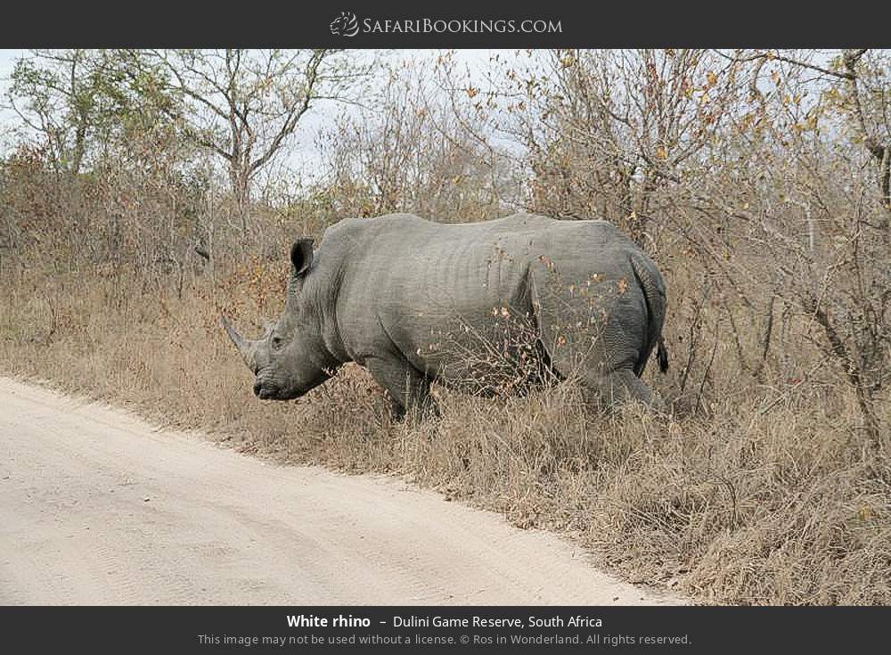 White rhino in Dulini Game Reserve, South Africa
