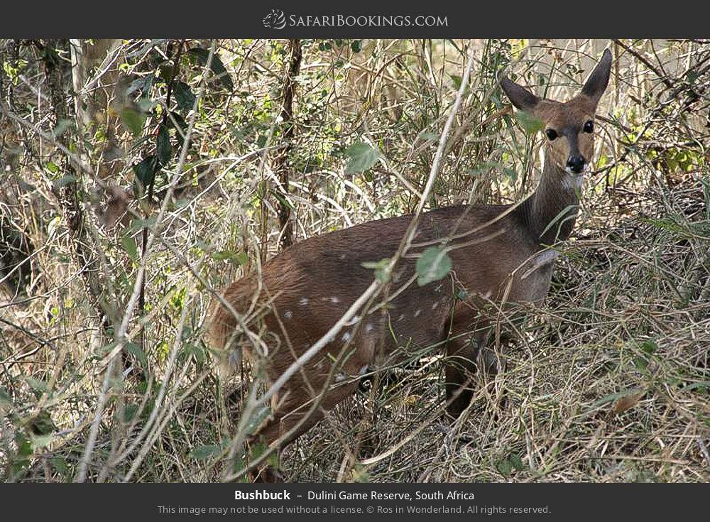 Bushbuck in Dulini Game Reserve, South Africa