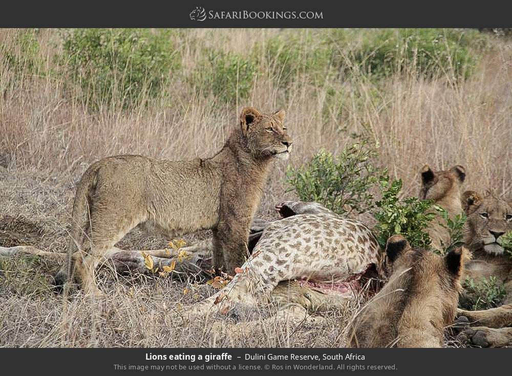 Lions eating a giraffe in Dulini Game Reserve, South Africa