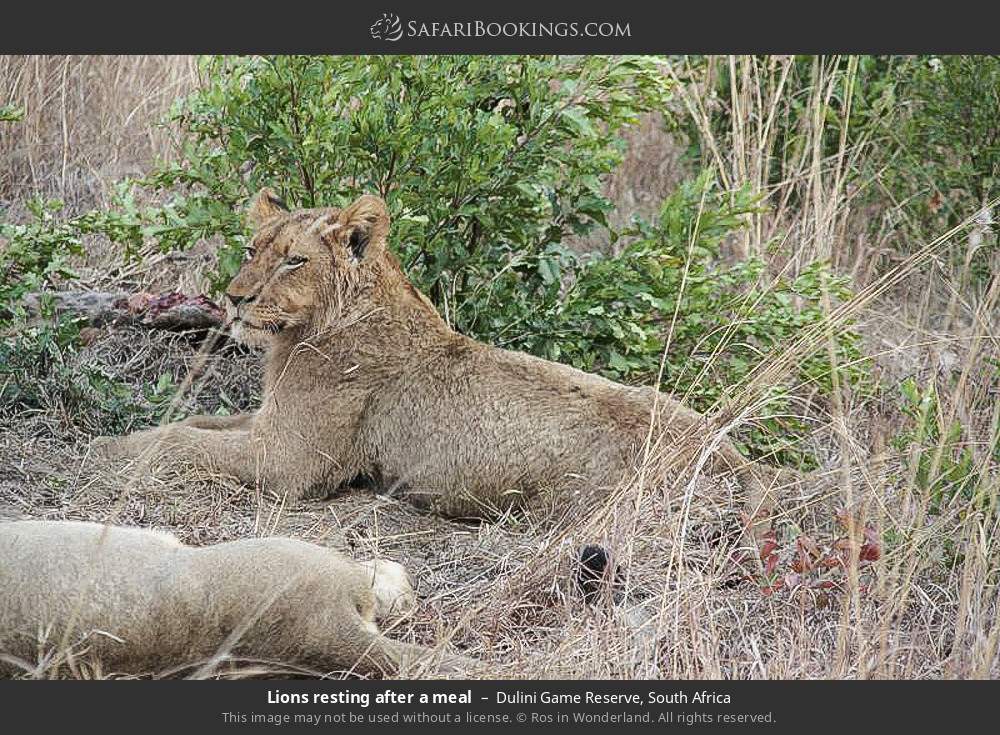 Lions resting after a meal in Dulini Game Reserve, South Africa