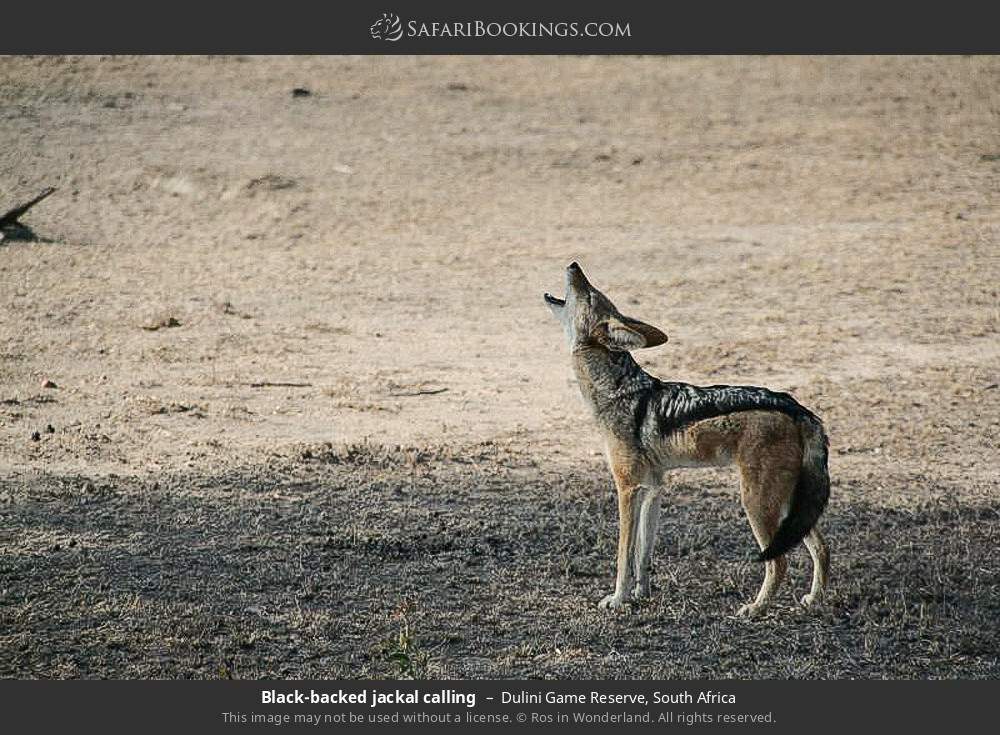 Black-backed jackal calling in Dulini Game Reserve, South Africa