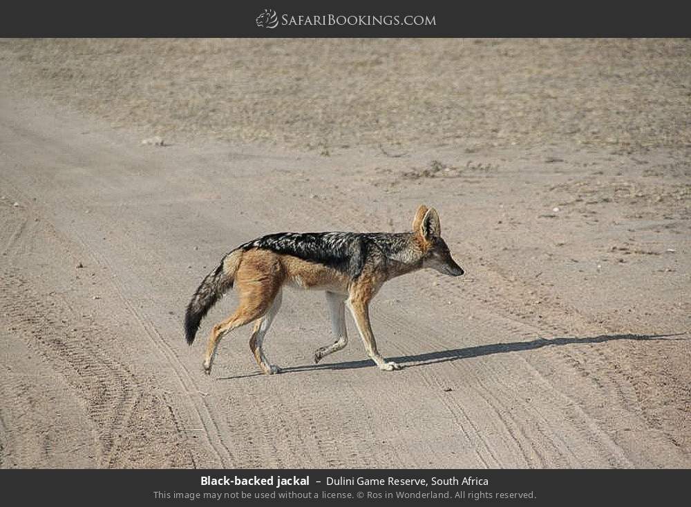 Black-backed jackal in Dulini Game Reserve, South Africa