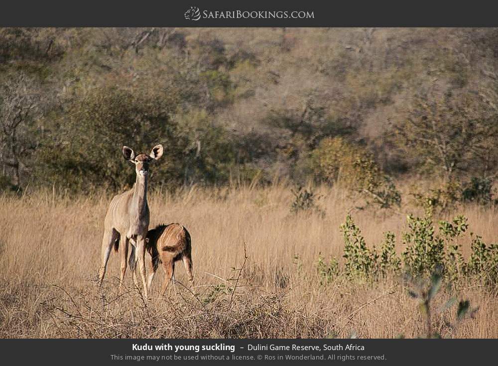 Kudu with young suckling in Dulini Game Reserve, South Africa