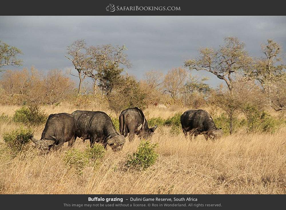 Buffalo grazing in Dulini Game Reserve, South Africa