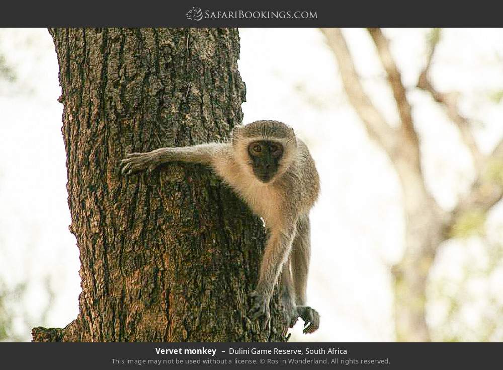 Vervet monkey in Dulini Game Reserve, South Africa