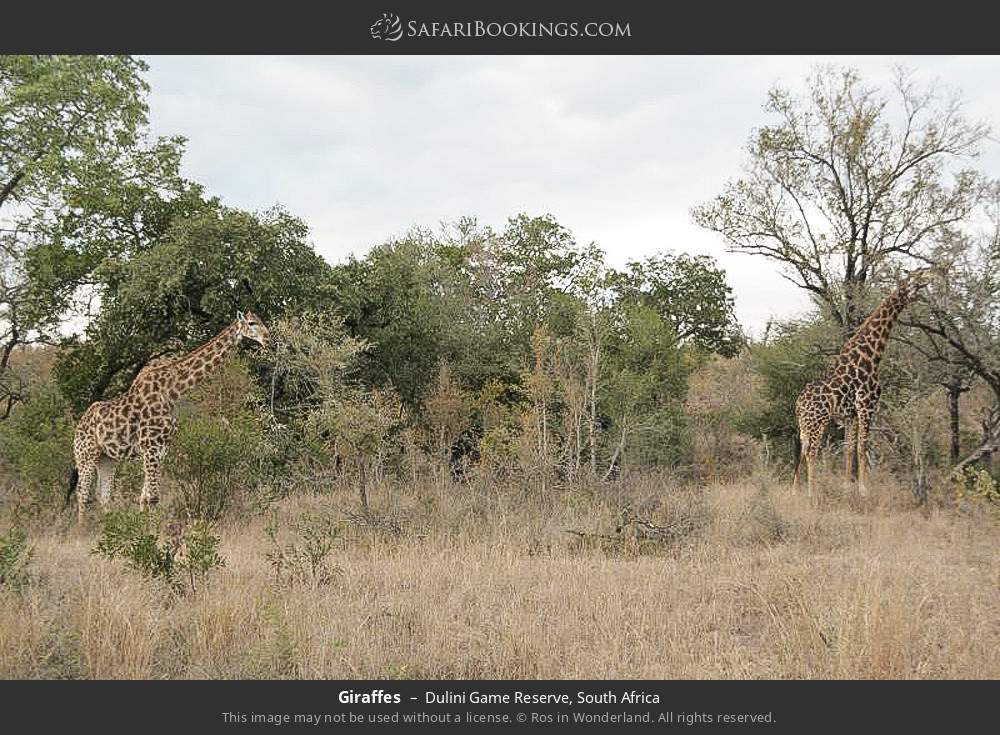 Giraffes in Dulini Game Reserve, South Africa