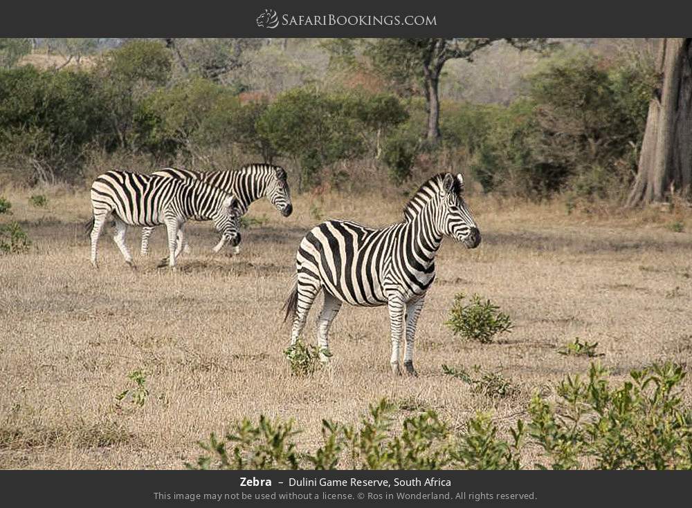 Zebra in Dulini Game Reserve, South Africa