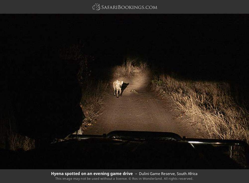 Hyena spotted on an evening game drive in Dulini Game Reserve, South Africa