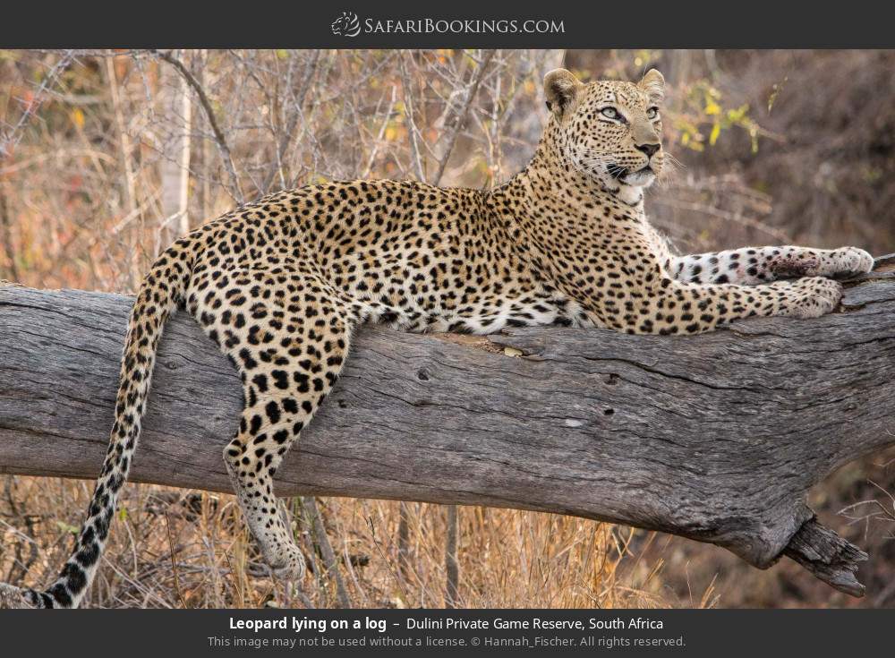 Leopard lying on a log in Dulini Private Game Reserve, South Africa