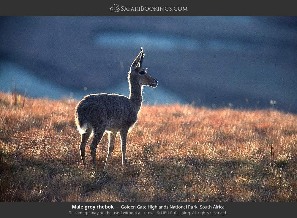 Golden Gate Highlands Wildlife Photos – Images & Pictures of Golden Gate  Highlands National Park