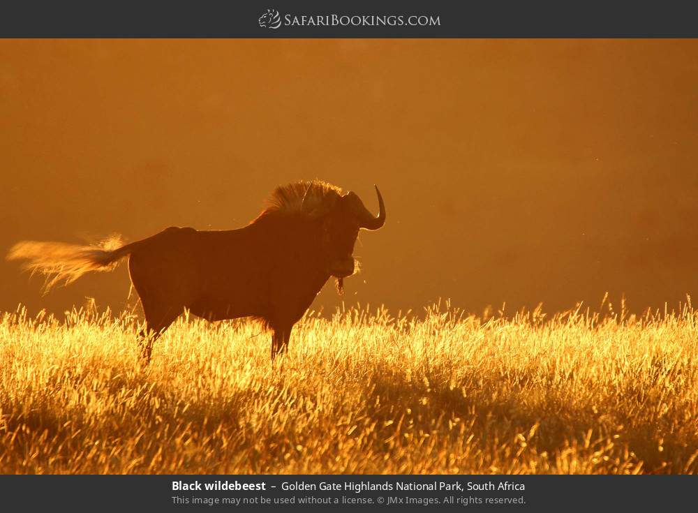 Black wildebeest in Golden Gate Highlands National Park, South Africa