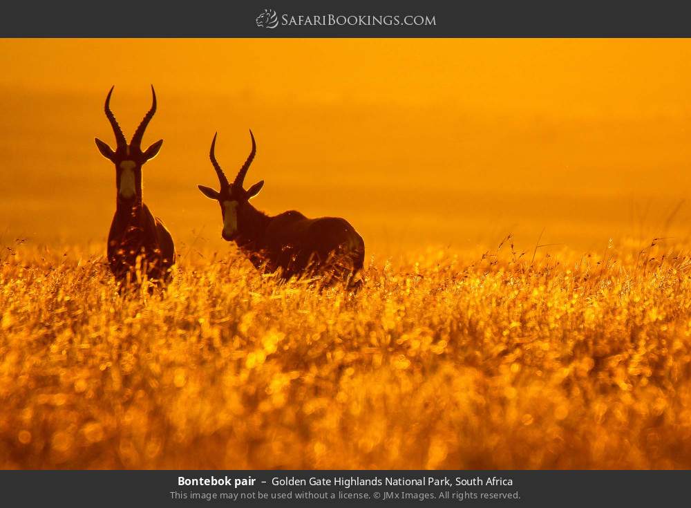 Bontebok pair in Golden Gate Highlands National Park, South Africa