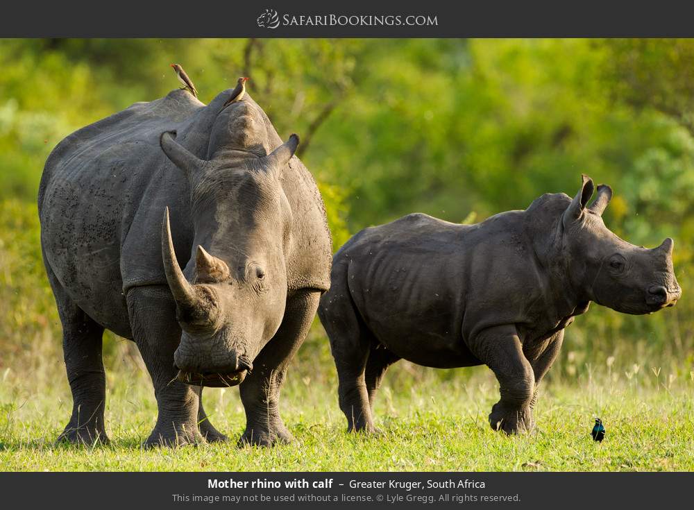 Mother rhino with calf in Greater Kruger, South Africa