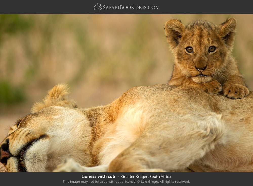 Lioness with cub in Greater Kruger, South Africa