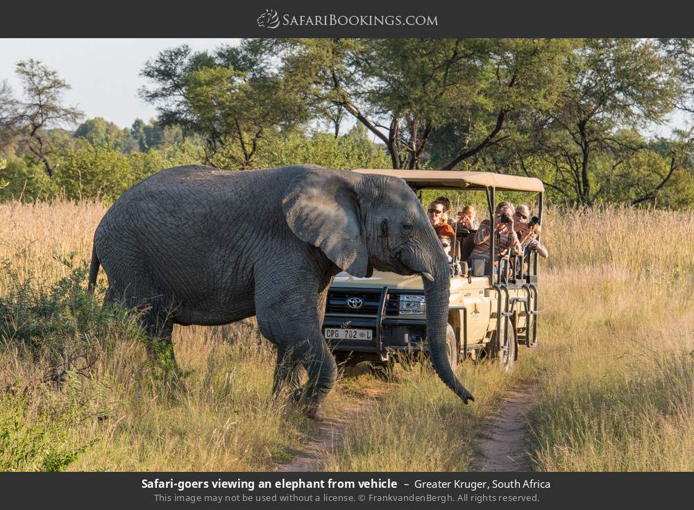 South Africa Safari: 3-Day Kruger Eco Lodge Safari