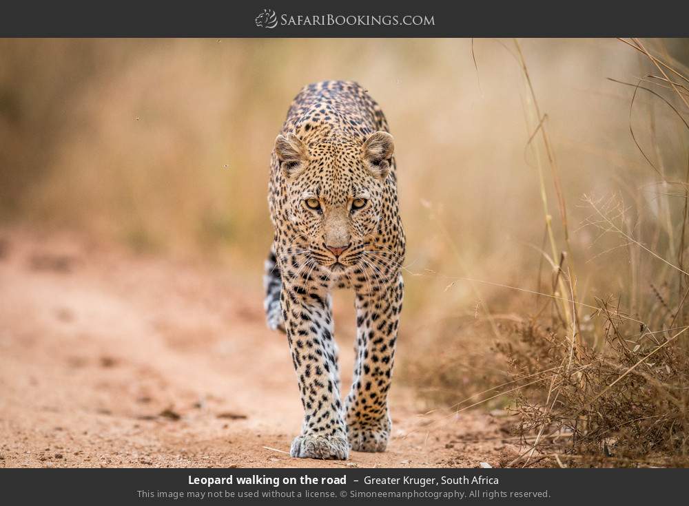 Leopard walking on the road in Greater Kruger, South Africa