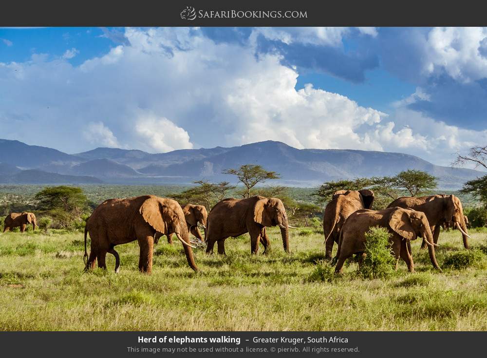 Herd of elephants walking in Greater Kruger, South Africa