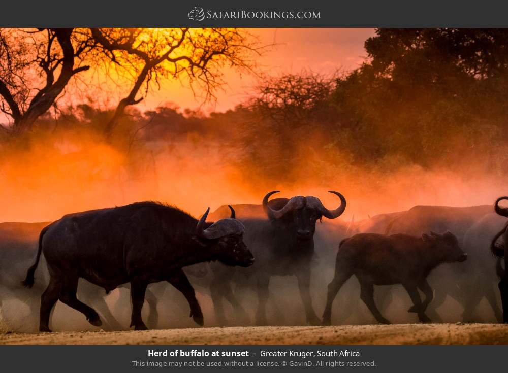 Herd of buffalo at sunset in Greater Kruger, South Africa