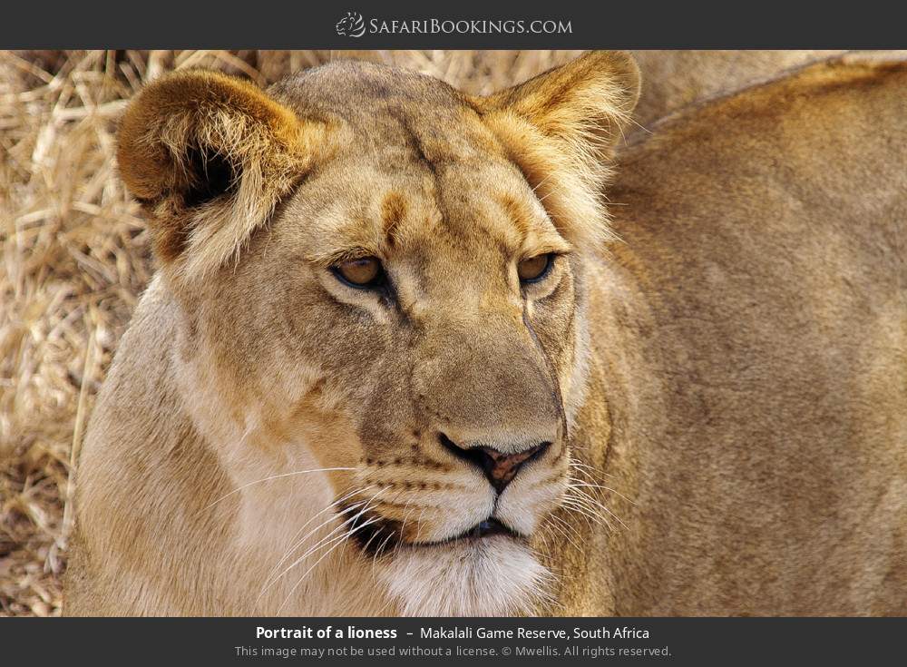 Portrait of a lioness in Greater Makalali Private Game Reserve, South Africa