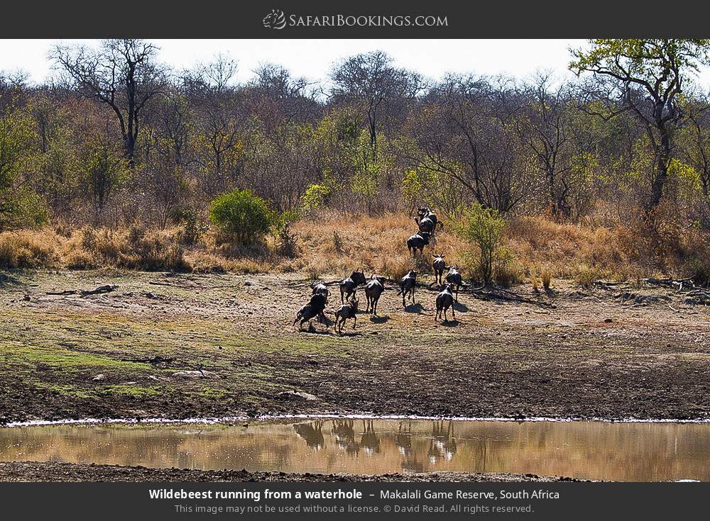 Wildebeest running from a waterhole in Greater Makalali Private Game Reserve, South Africa