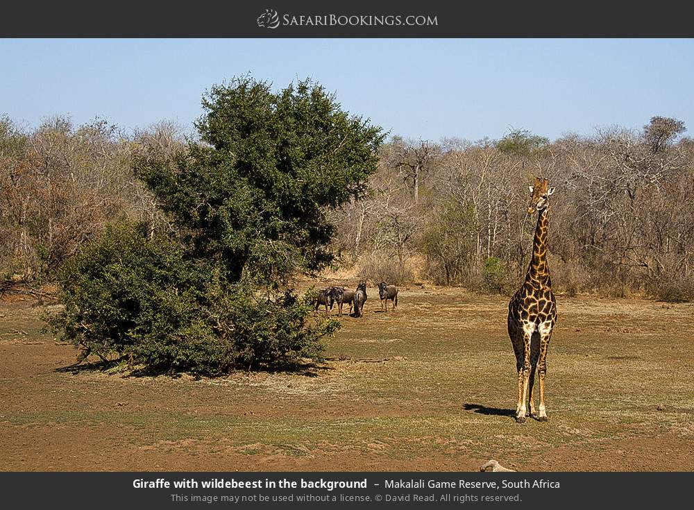 Giraffe with wildebeest in the background in Greater Makalali Private Game Reserve, South Africa