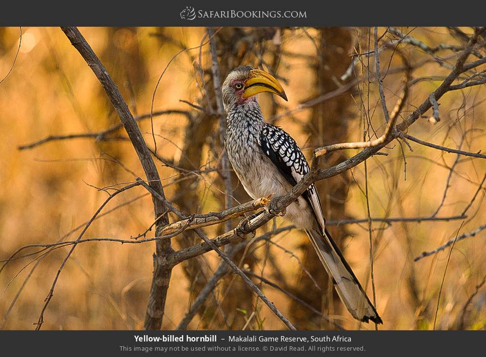 Southern yellow-billed hornbill in Greater Makalali Private Game Reserve, South Africa