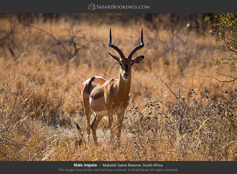 Male impala in Greater Makalali Private Game Reserve, South Africa