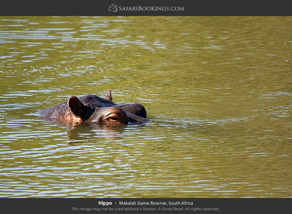 Hippo in Greater Makalali Private Game Reserve, South Africa