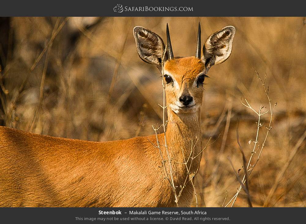 Steenbok in Greater Makalali Private Game Reserve, South Africa