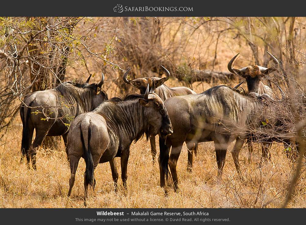 Wildebeest in Greater Makalali Private Game Reserve, South Africa