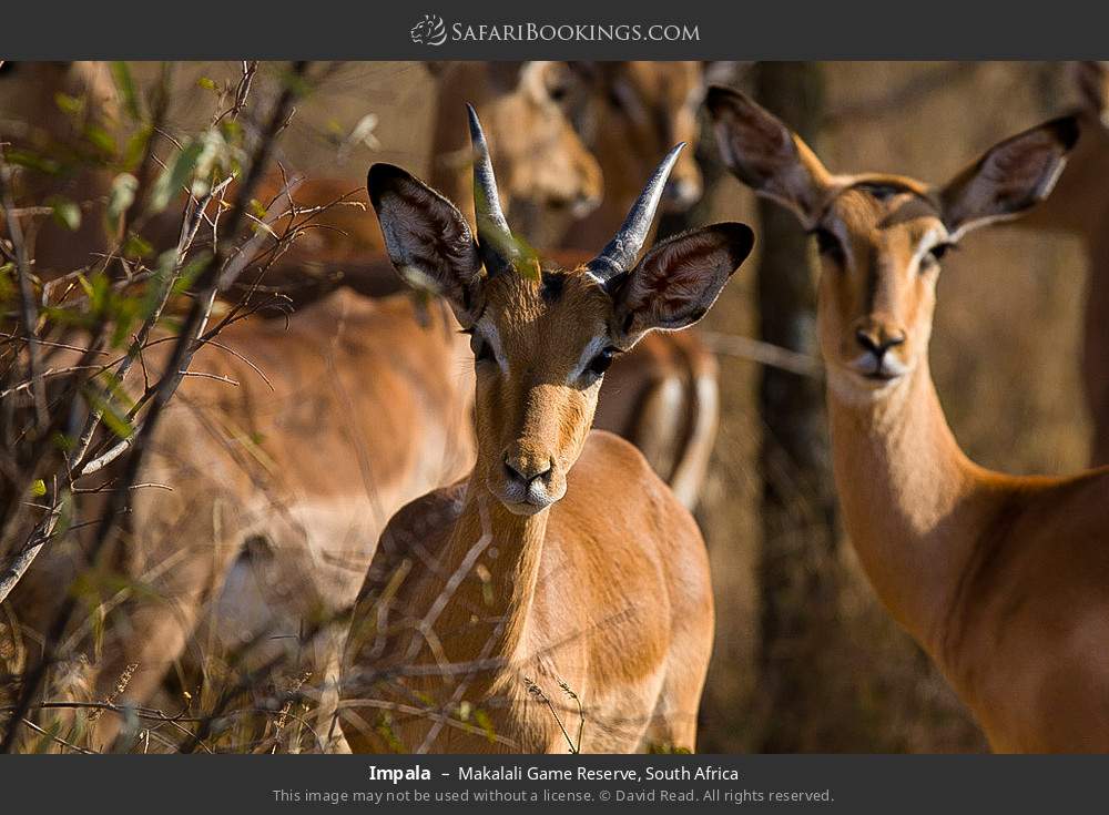 Impalas in Greater Makalali Private Game Reserve, South Africa