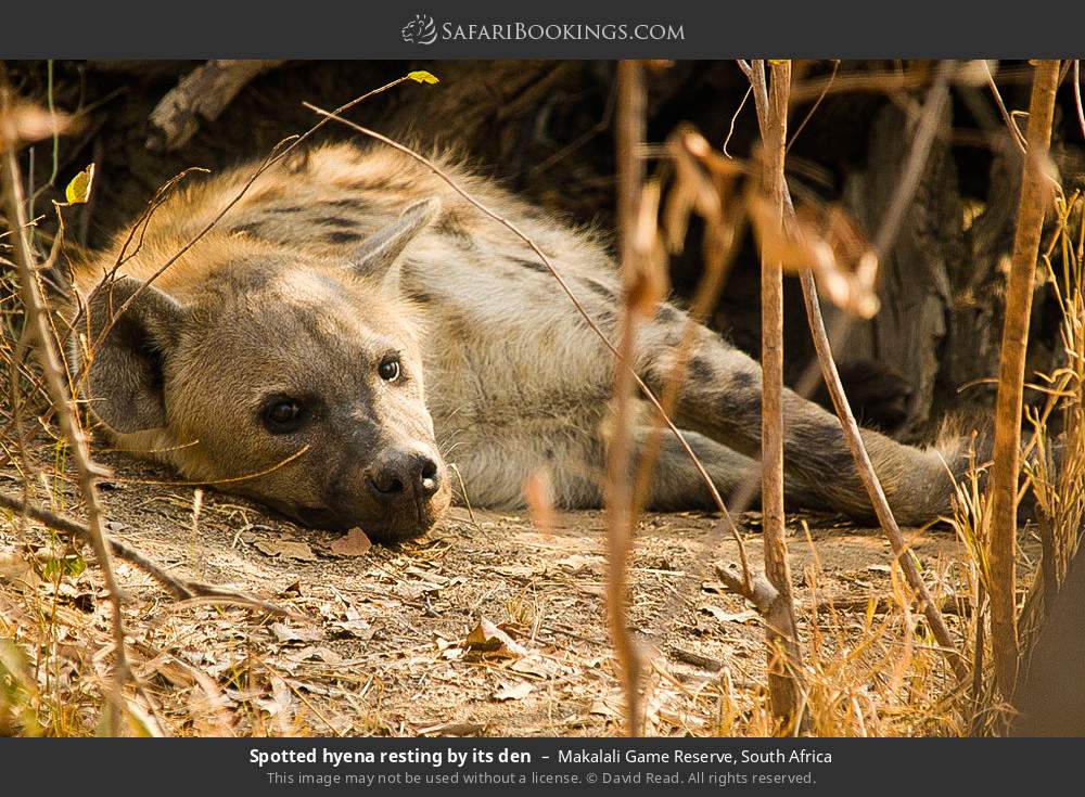 Spotted hyena resting by its den in Greater Makalali Private Game Reserve, South Africa