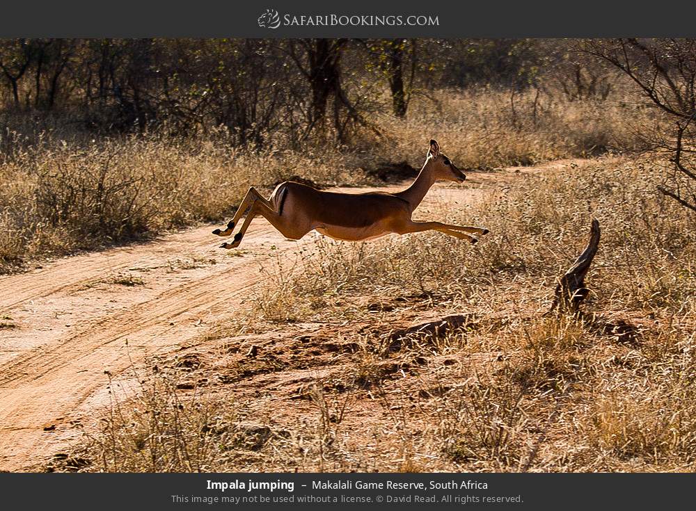 Impala jumping in Greater Makalali Private Game Reserve, South Africa