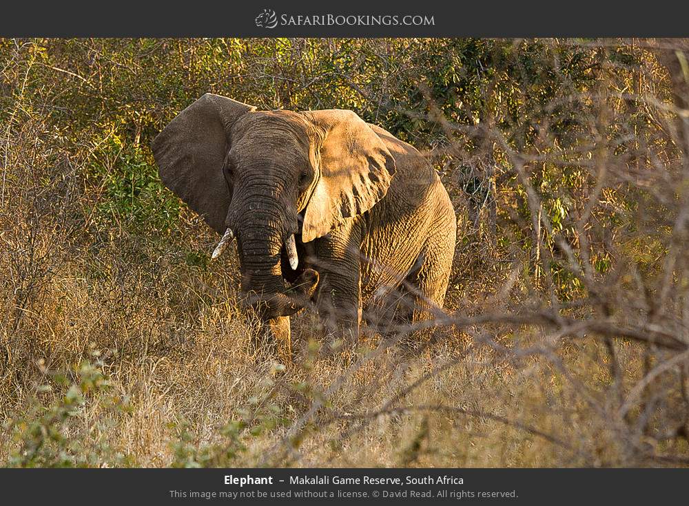 Elephant in Greater Makalali Private Game Reserve, South Africa