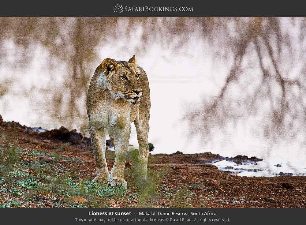 Lioness in Greater Makalali Private Game Reserve, South Africa