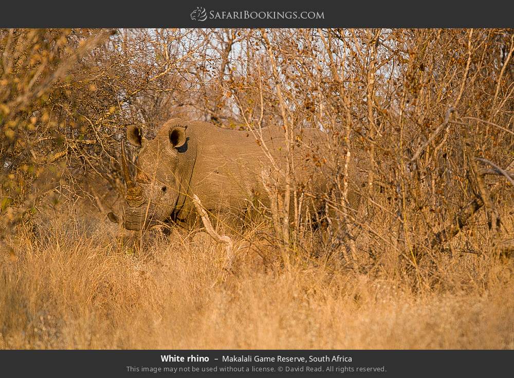 White rhino in Greater Makalali Private Game Reserve, South Africa