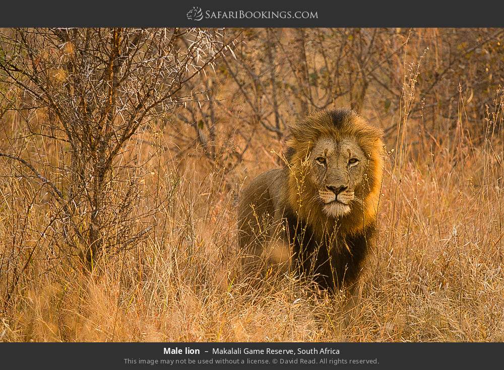 Male lion in Greater Makalali Private Game Reserve, South Africa