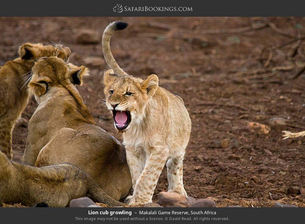 Lion cub in Greater Makalali Private Game Reserve, South Africa